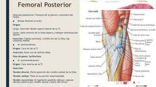 Músculos posteriores: Flexores de la pierna y extensión del
muslo.
■ Biceps femoral (crural):
Origen:
Larga: Inserción: Borde supero-lateral de la TI.
Corta: Labio externo de la línea áspera y tabique intermuscular
lateral
Inserción: Cabeza peroneal, cóndilo ext de la tibia, lig.
colateral medial
■ M. semitendinoso
Origen: Cara int de la TI
Inserción: Parte ext de diáfisis tibial
Pata de ganso: Sa/Gra/Sem
■ M. semimembranoso:
Origen: Cara interna de la TI
Inserción:
Tendón directo: Parte posterior del cóndilo medial de la tibia
Tendón reflejo: Tibia en la porción anteriomedial.
Tendón recurrente: El ligamento popítleo oblícuo: cápsula
fibrosa cubierta por cóndilo lateral y parte del fémur.
 