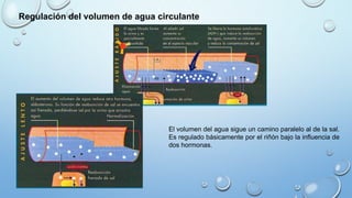 Regulación del volumen de agua circulante
El volumen del agua sigue un camino paralelo al de la sal.
Es regulado básicamente por el riñón bajo la influencia de
dos hormonas.
 