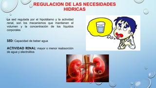 REGULACION DE LAS NECESIDADES
HIDRICAS
La sed regulada por el hipotálamo y la actividad
renal, son los mecanismos que mantienen el
volumen y la concentración de los líquidos
corporales
SED: Capacidad de beber agua
ACTIVIDAD RENAL: mayor o menor reabsorción
de agua y electrolitos
 