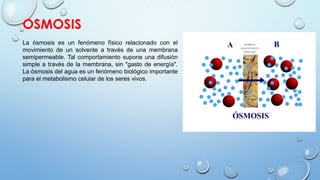 OSMOSIS
La ósmosis es un fenómeno físico relacionado con el
movimiento de un solvente a través de una membrana
semipermeable. Tal comportamiento supone una difusión
simple a través de la membrana, sin "gasto de energía".
La ósmosis del agua es un fenómeno biológico importante
para el metabolismo celular de los seres vivos.
 
