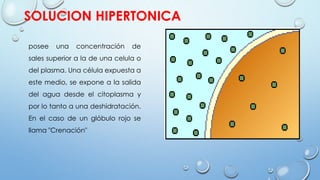 SOLUCION HIPERTONICA
posee una concentración de
sales superior a la de una celula o
del plasma. Una célula expuesta a
este medio, se expone a la salida
del agua desde el citoplasma y
por lo tanto a una deshidratación.
En el caso de un glóbulo rojo se
llama "Crenación"
 