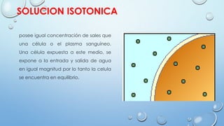 SOLUCION ISOTONICA
posee igual concentración de sales que
una célula o el plasma sanguíneo.
Una célula expuesta a este medio, se
expone a la entrada y salida de agua
en igual magnitud por lo tanto la celula
se encuentra en equilibrio.
 