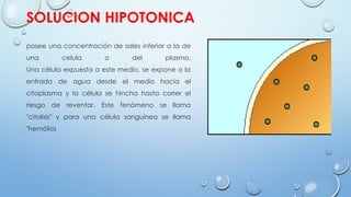 SOLUCION HIPOTONICA
posee una concentración de sales inferior a la de
una celula o del plasma.
Una célula expuesta a este medio, se expone a la
entrada de agua desde el medio hacia el
citoplasma y la célula se hincha hasta correr el
riesgo de reventar. Este fenómeno se llama
"citolisis" y para una célula sanguínea se llama
"hemólisis
 