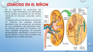 OSMOSIS EN EL RIÑON
En el organismo los productos del
desecho del metabolismo son eliminados
de la sangre por ósmosis en los riñones
mediante el proceso conocido como
diálisis.
La sangre entra en los riñones a través de
un conjunto de capilares llamado
glomérulo que se encuentra encerrado
en una membrana. Del glomérulo salen
los túbulos que están en contacto con
otros capilares sanguíneos. Al conjunto
de glomérulos, membrana y túbulos se le
llama nefrona y en el riñón humano hay
alrededor de un millón de estas..
 