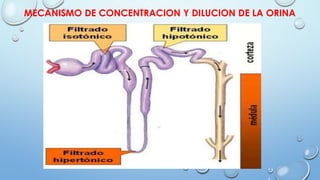 MECANISMO DE CONCENTRACION Y DILUCION DE LA ORINA
 