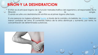 RIÑON Y LA DESHIDRATCION
El riñón es el principal órgano de la función hidroelectrolítica del organismo y el responsable de la
filtración de la sangre.
Cuando se sufre una deshidratación el riñón es el primer órgano afectado.
Si una persona no ingiere suficiente líquido a través de la comida y la bebida, los riñones fabrican
menor cantidad de orina. El contenido hídrico de la orina disminuye y aumenta, por tanto, la
concentración de determinadas sustancias.
 