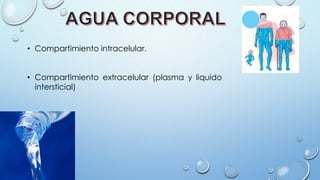 • Compartimiento intracelular.
• Compartimiento extracelular (plasma y liquido
intersticial)
 