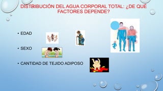 DISTRIBUCIÓN DEL AGUA CORPORAL TOTAL: ¿DE QUÉ
FACTORES DEPENDE?
• EDAD
• SEXO
• CANTIDAD DE TEJIDO ADIPOSO
 