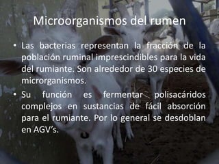 Microfauna Rumenala Compartimientos del estómago de los rumiantes | PPTX