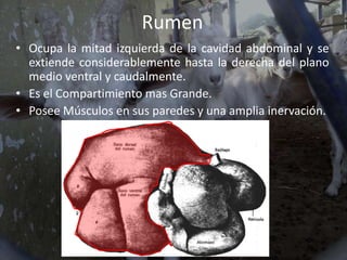 Compartimientos del estómago de los rumiantes | PPTX