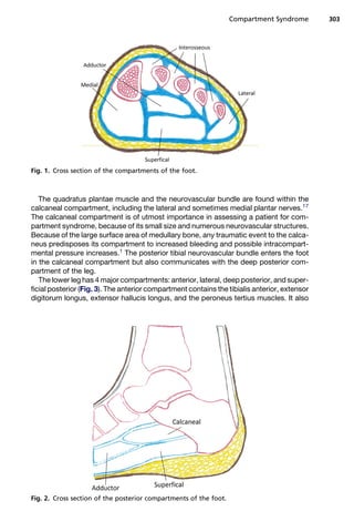 Compartment Syndrome        303




Fig. 1. Cross section of the compartments of the foot.



   The quadratus plantae muscle and the neurovascular bundle are found within the
calcaneal compartment, including the lateral and sometimes medial plantar nerves.17
The calcaneal compartment is of utmost importance in assessing a patient for com-
partment syndrome, because of its small size and numerous neurovascular structures.
Because of the large surface area of medullary bone, any traumatic event to the calca-
neus predisposes its compartment to increased bleeding and possible intracompart-
mental pressure increases.1 The posterior tibial neurovascular bundle enters the foot
in the calcaneal compartment but also communicates with the deep posterior com-
partment of the leg.
   The lower leg has 4 major compartments: anterior, lateral, deep posterior, and super-
ficial posterior (Fig. 3). The anterior compartment contains the tibialis anterior, extensor
digitorum longus, extensor hallucis longus, and the peroneus tertius muscles. It also




Fig. 2. Cross section of the posterior compartments of the foot.
 