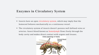 Compartmentalisation of enzymes in insects | PPTX