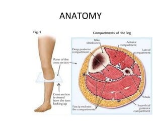 ANATOMY
 