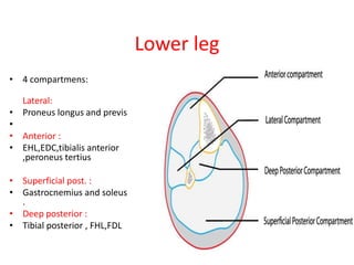 Lower leg
• 4 compartmens:
Lateral:
• Proneus longus and previs
•
• Anterior :
• EHL,EDC,tibialis anterior
,peroneus tertius
• Superficial post. :
• Gastrocnemius and soleus
.
• Deep posterior :
• Tibial posterior , FHL,FDL

 