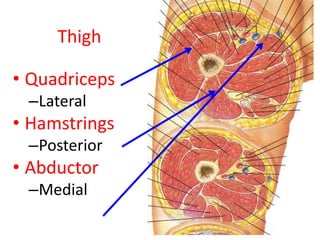 Thigh
• Quadriceps
–Lateral

• Hamstrings
–Posterior

• Abductor
–Medial

 