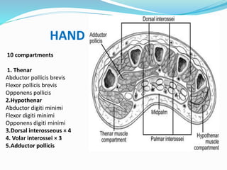 HAND
10 compartments
1. Thenar
Abductor pollicis brevis
Flexor pollicis brevis
Opponens pollicis
2.Hypothenar
Abductor digiti minimi
Flexor digiti minimi
Opponens digiti minimi
3.Dorsal interosseous × 4
4. Volar interossei × 3
5.Adductor pollicis
 