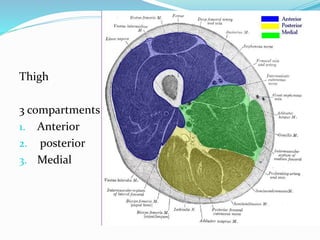 Thigh
3 compartments
1. Anterior
2. posterior
3. Medial
 