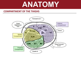 ANATOMY
COMPARTMENT OF THE THIGHS
 