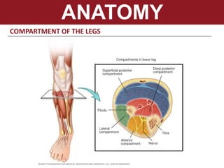 ANATOMY
COMPARTMENT OF THE LEGS
 