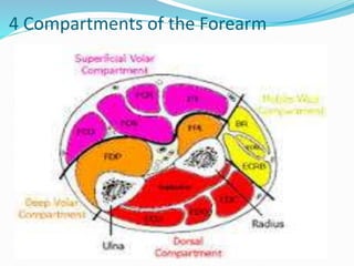 4 Compartments of the Forearm
 
