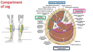 Compartment
of Leg
 