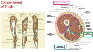 Compartment
of Thigh
 