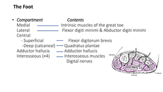 • Compartment Contents
Medial Intrinsic muscles of the great toe
Lateral Flexor digiti minimi & Abductor digiti minimi
Central
- Superficial Flexor digitorum brevis
-Deep (calcaneal) Quadratus plantae
Adductor hallucis Adductor hallucis
Interosseous (×4) Interosseous muscles
Digital nerves
The Foot
 