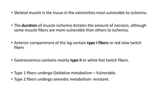 • Skeletal muscle is the tissue in the extremities most vulnerable to ischemia.
• The duration of muscle ischemia dictates the amount of necrosis, although
some muscle fibers are more vulnerable than others to ischemia.
• Anterior compartment of the leg contain type I fibers or red slow twitch
fibers
• Gastrocnemius contains mainly type II or white fast twitch fibers.
• Type 1 fibers undergo Oxidative metabolism – Vulnerable.
• Type 2 fibers undergo anerobic metabolism- resistant.
 