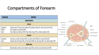 Compartments of Forearm
 