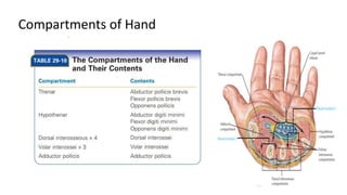 Compartments of Hand
 