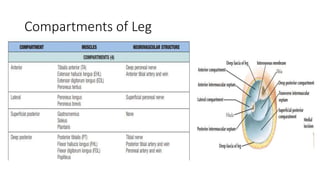 Compartments of Leg
 