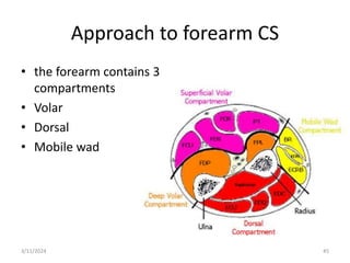 Approach to forearm CS
• the forearm contains 3
compartments
• Volar
• Dorsal
• Mobile wad
45
3/11/2024
 