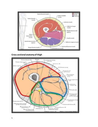5
Cross sectional anatomy of thigh
 