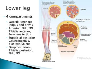  4 compartments
• Lateral: Peroneus
longus and brevis
• Anterior: EHL, EDL,
Tibialis anterior,
Peroneus tertius
• Supeficial posterior-
Gastrocnemius,
plantaris,Soleus
• Deep posterior-
Tibialis posterior,
FHL, FDL
 