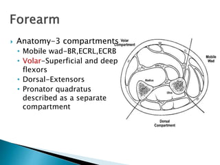  Anatomy-3 compartments
• Mobile wad-BR,ECRL,ECRB
• Volar-Superficial and deep
flexors
• Dorsal-Extensors
• Pronator quadratus
described as a separate
compartment
 