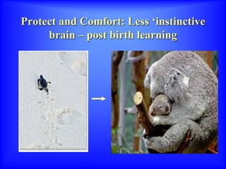 Protect and Comfort: Less ‘instinctive
brain – post birth learning
 