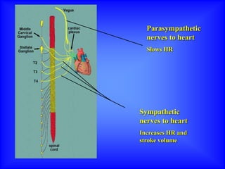 Sympathetic
nerves to heart
Increases HR and
stroke volume
Parasympathetic
nerves to heart
Slows HR
 