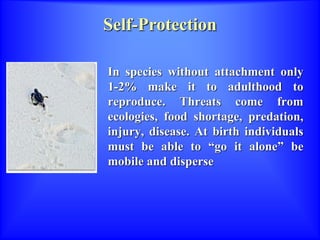 Self-Protection
In species without attachment only
1-2% make it to adulthood to
reproduce. Threats come from
ecologies, food shortage, predation,
injury, disease. At birth individuals
must be able to “go it alone” be
mobile and disperse
 
