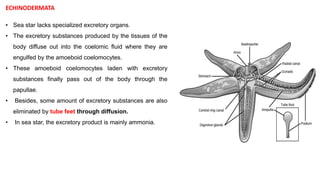 Comparative anatomy & Physiology of Excretion in Invertebrates.pptx