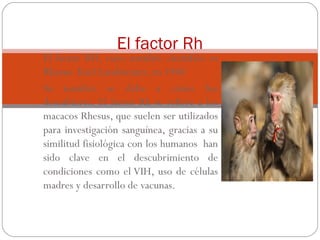 El factor Rh

El factor RH, cuyo nombre científico es
Rhesus. Karl Landsteiner, en 1940
Su nombre se debe a cómo fue
descubierto. El factor Rh se refiere a los
macacos Rhesus, que suelen ser utilizados
para investigación sanguínea, gracias a su
similitud fisiológica con los humanos han
sido clave en el descubrimiento de
condiciones como el VIH, uso de células
madres y desarrollo de vacunas.

 