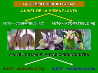 COMPATIBILIDAD Y MODELOS.ppt