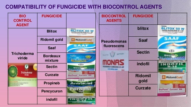 1
COMPATIBILITY OF FUNGICIDE WITH BIOCONTROL AGENTS
BIO
CONTROL
AGENT
FUNGICIDE
Trichoderma
viride
Blitox
Ridomil gold
Saaf
Bordeaux
mixture
Sectin
Curzate
Propineb
Pencycuron
indofil
BIOCONTROL
AGENTS
FUNGICIDE
Pseudomonas
fluorescens
blitox
Saaf
Sectin
indofil
Ridomil
gold
Curzate
 