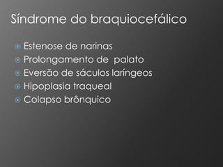 Síndrome do braquiocefálico

 Estenose de narinas
 Prolongamento de palato
 Eversão de sáculos laríngeos
 Hipoplasia traqueal
 Colapso brônquico
 