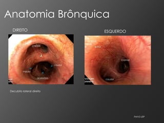 Anatomia Brônquica
   DIREITO                                  ESQUERDO


                   cranial




                                                     cranial
                                   caudal

           médio

                       acessório            caudal




 Decubito lateral direito




                                                               FMVZ-USP
 
