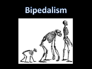 Bipedalism 