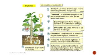 Ing. Agr. Francisco Suárez Msc.
 