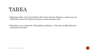  Exponga sobre cual es la función de la raíces de las plantas y cuales son sus
diferencia entre los cultivos de arroz, cacao, banano, soya
 Describa en un ensayo de 150 palabras máximo, Como las arcillas fijan los
nutrientes al suelo
Ing. Agr. Francisco Suárez Msc.
 