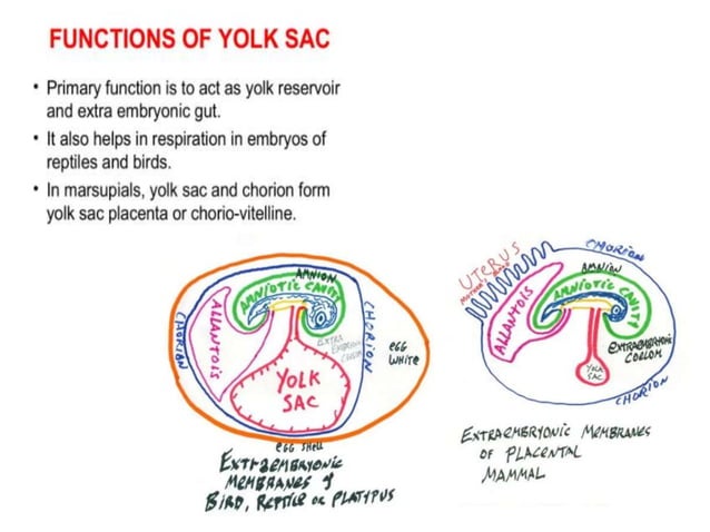 Chorial extra embryonic membranes : amnion chorion allantois and yolk sac ...