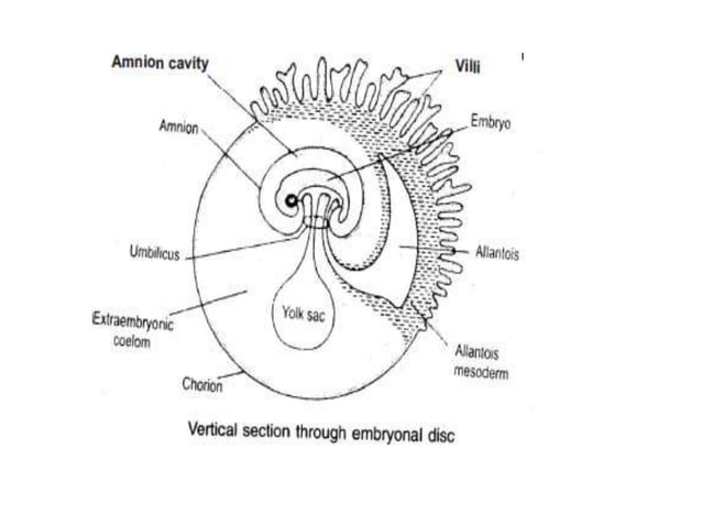 Chorial extra embryonic membranes : amnion chorion allantois and yolk sac ...