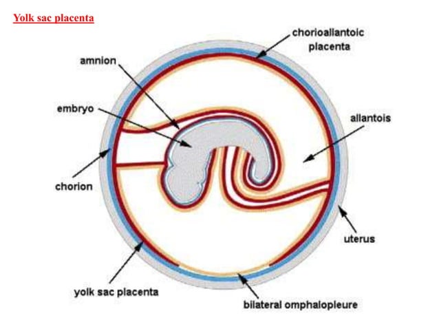 Chorial extra embryonic membranes : amnion chorion allantois and yolk sac ...